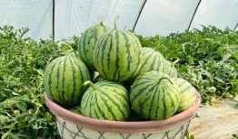 神速吃瓜,揭秘娱乐圈最新热点事件