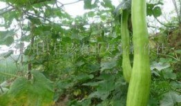 黑砍瓜怎么吃,解锁美味新体验