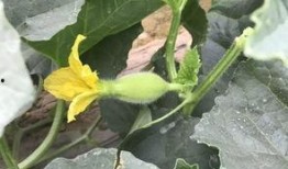 边围观边吃瓜,揭秘网络热议背后的真相与趣味