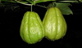 吃佛手瓜后手脱皮,佛手瓜美食背后的手部脱皮之谜