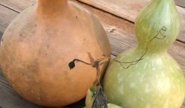 兔子可以吃葫芦瓜吗,葫芦瓜的适宜性探讨