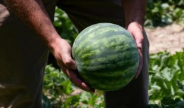 中汾吃瓜主角,揭秘幕后真相，带你走进事件核心