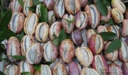 孕妇吃八月瓜,营养与健康的双重保障