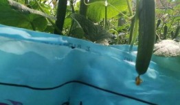 北美吃瓜不打伞视频,无伞吃瓜，夏日风情别样浓