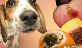 狗狗吃三叶瓜,揭秘潜在风险与应对措施