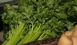 芹菜和生瓜可以一起吃吗,健康搭配的饮食新主张