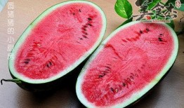 吃西瓜就选品牌瓜