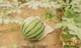 吃瓜的人好看吗,揭秘好看吃瓜者的魅力