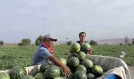 ucsd吃瓜改造,揭秘“吃瓜”背后的故事