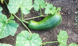 请问瓠瓜怎么吃,解锁美味新体验