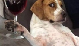 吃瓜头像动物图片,动物头像趣味横生