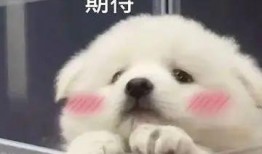 qq吃瓜狗血群,揭秘网络社交背后的情感漩涡