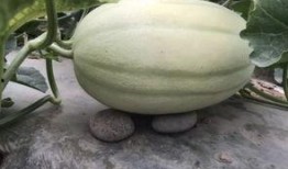 边围观边吃瓜,揭秘网络热议背后的真相与趣味