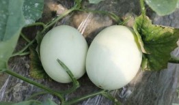 八玉瓜怎么吃,解锁美味新体验