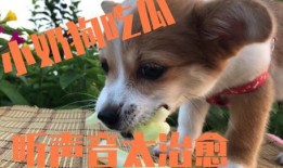 付瓜狗狗可以吃吗,付瓜狗狗可食用性探讨