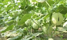 瓜州免费吃瓜的地方,畅享清凉夏日之旅