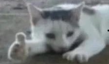 吃瓜吃到吐暗示,从吃瓜吃到吐的反思之旅