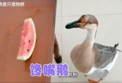 鹅吃不吃瓜