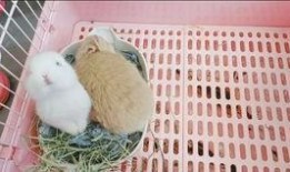 4.23吃瓜视频,揭秘娱乐圈幕后故事