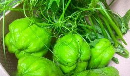 佛手瓜的尖可以吃吗,可食用之谜揭晓