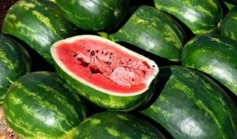 圆圆吃瓜视频大全