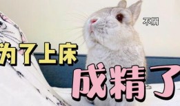 兔子可以吃葫芦瓜吗,葫芦瓜的适宜性探讨