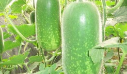 柠栀吃瓜,揭秘娱乐圈那些不为人知的幕后故事